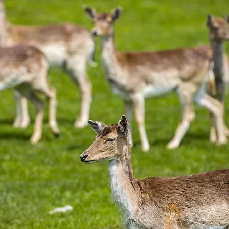 Sonnenhof شقة فندقية 4*