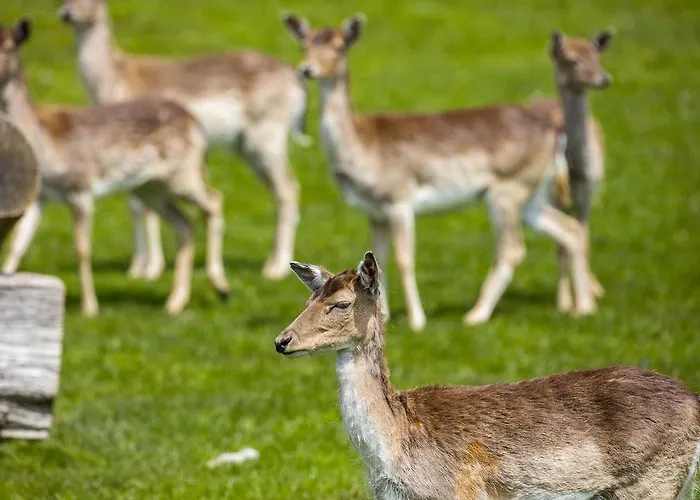 Sonnenhof شقة فندقية 4*